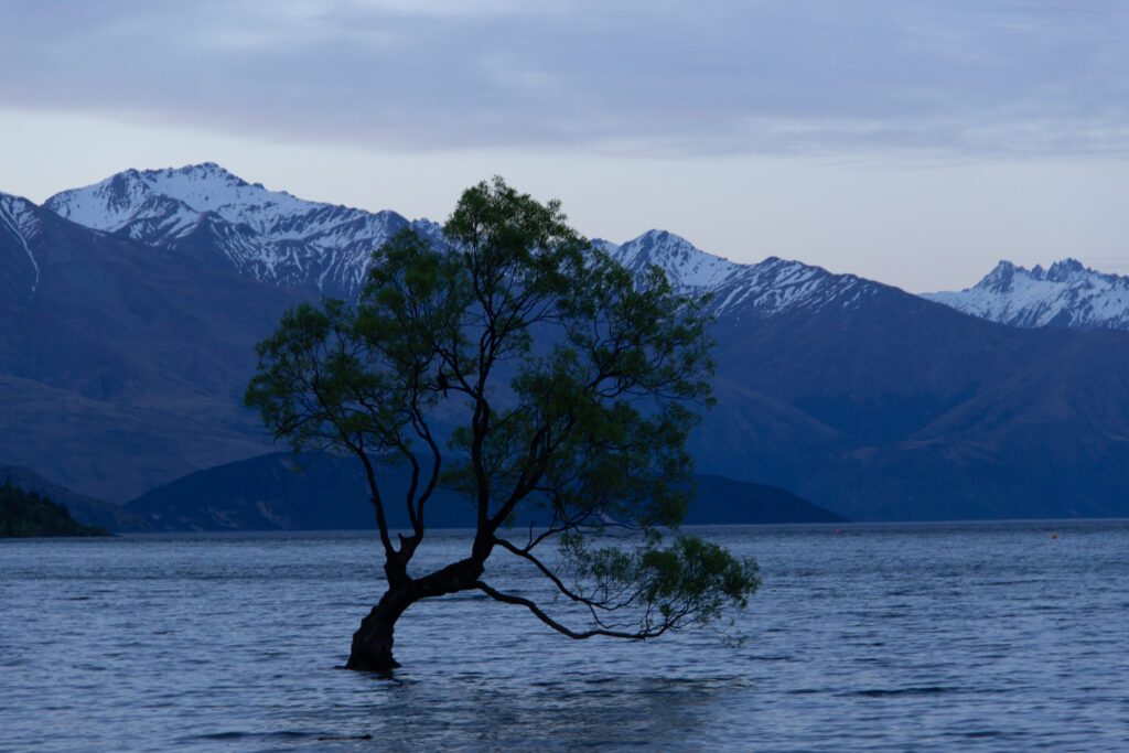 The Lone Tree of Lake Wanaka