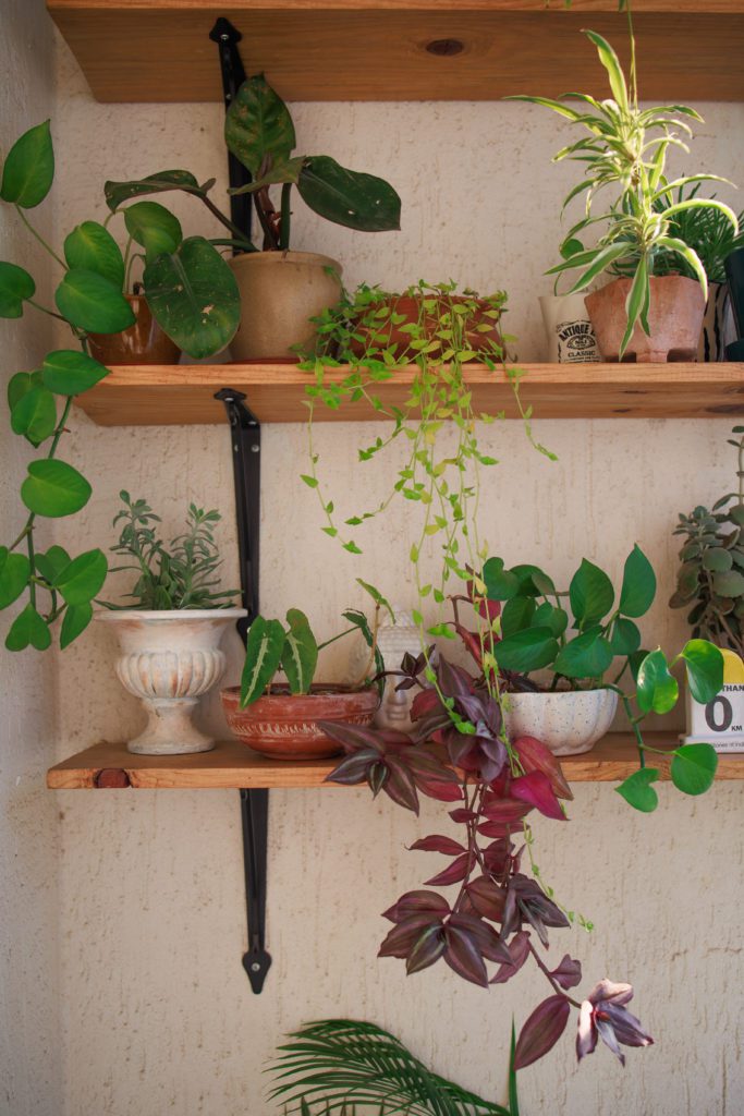 Vertical balcony garden with DIY Pine Wood Shelf for Plants in small spaces 