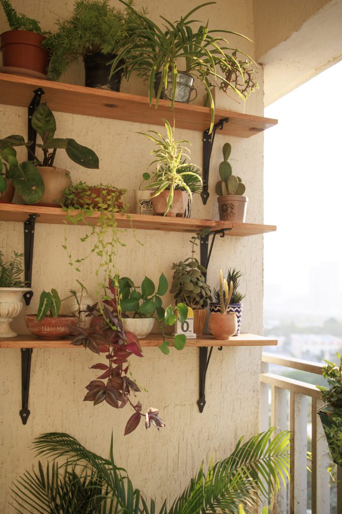 Vertical balcony garden with Pine Wood Shelf for Plants for small spaces 