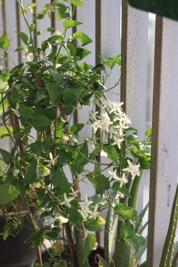 Fragrant Clematis climbing my balcony railings