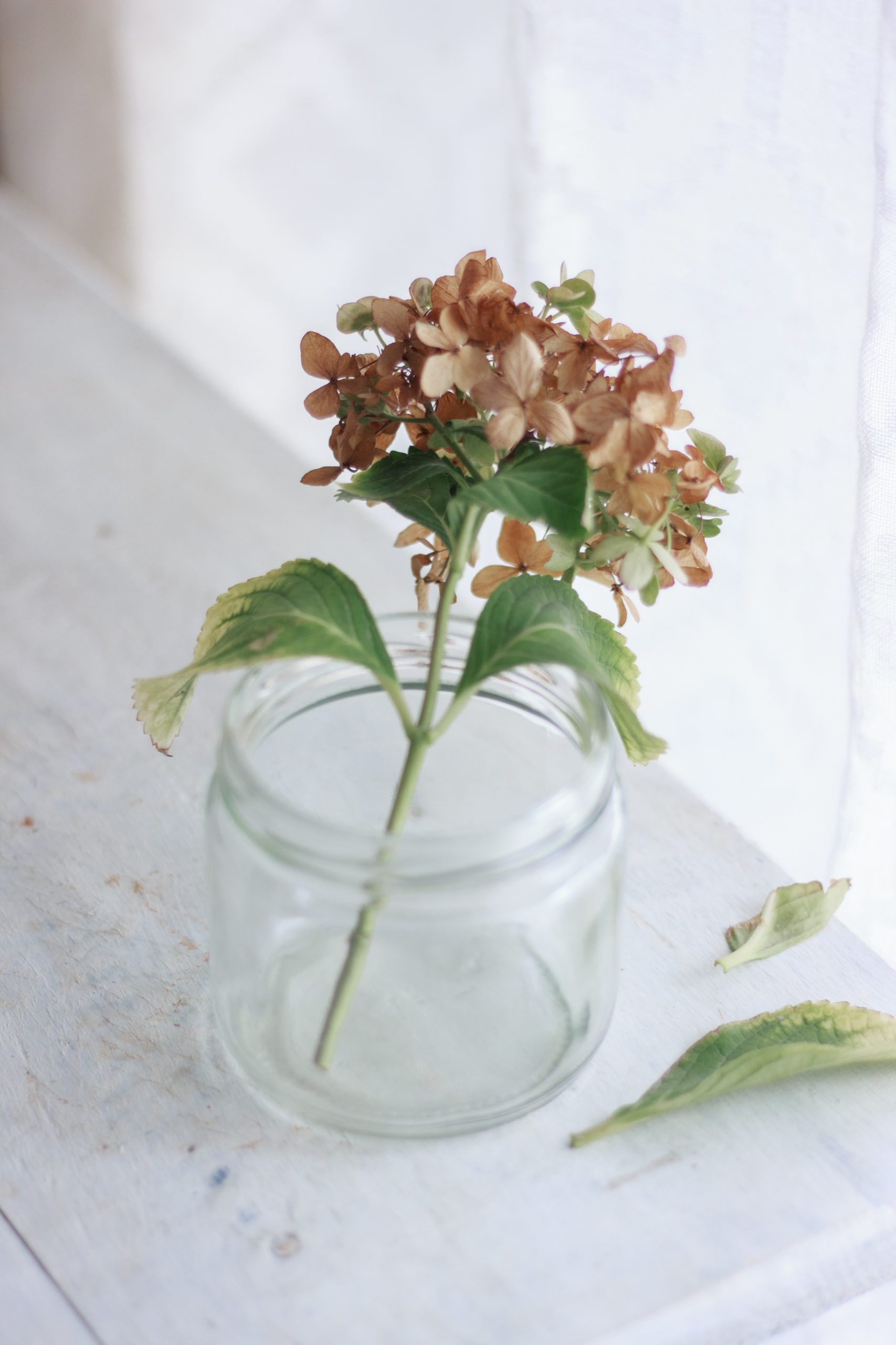 This lone Hydrangea in a upcyled Jar 