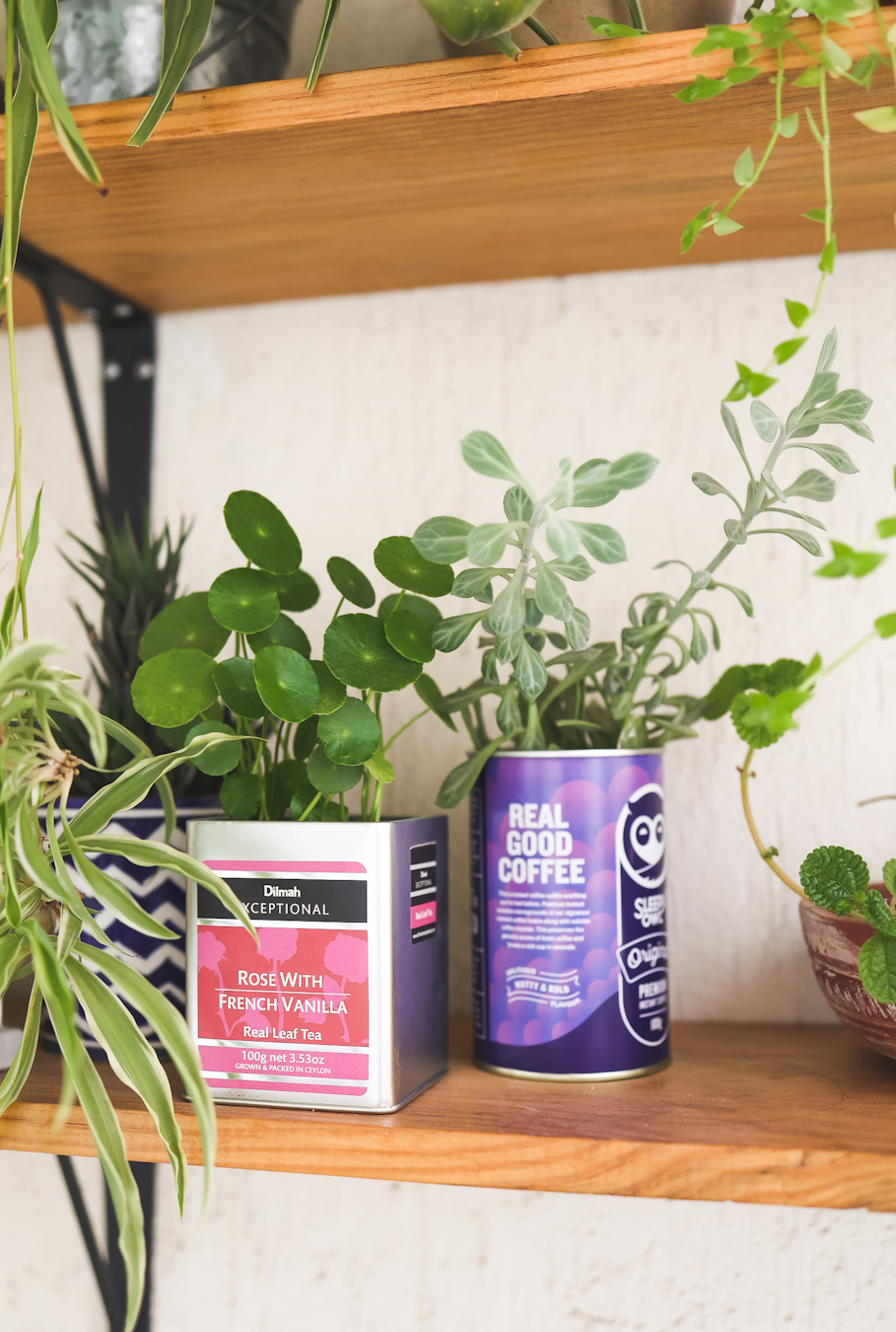 tin cans as planters