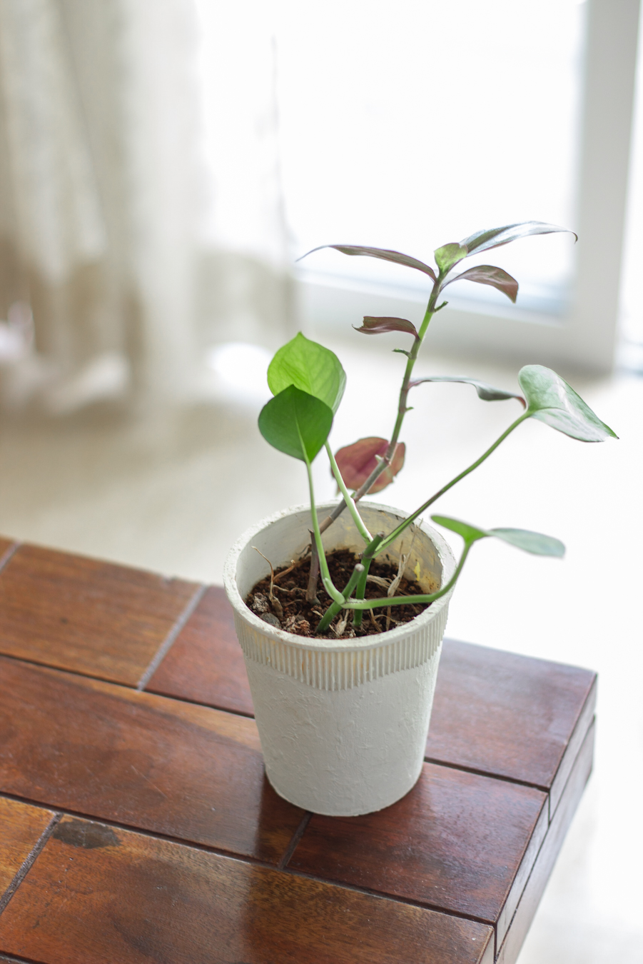 An Upcyled Noodle Cup as a Planter