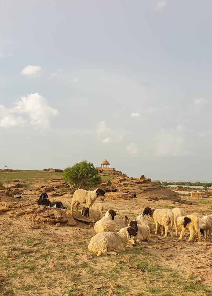 Herds of Sheep somewhere in Jaisalmer