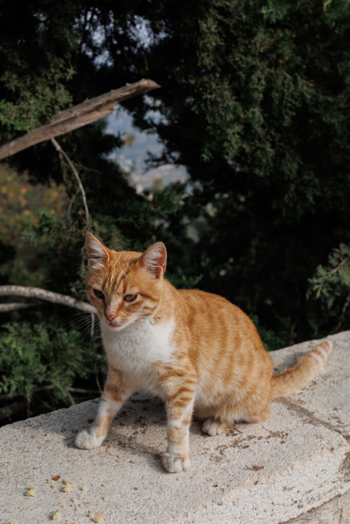 Ajloun Castle , Jordan