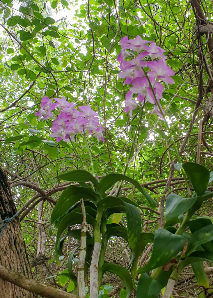 The Beautiful Orchids at the Property in Maldives