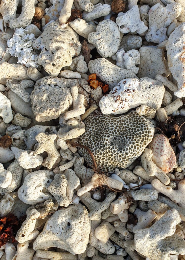 Corals in Maldives