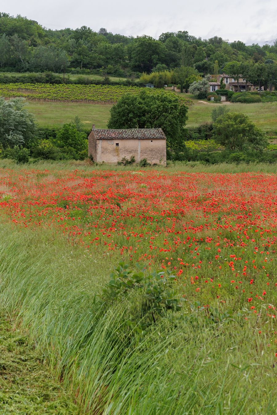 
Wild Poppy fields of Provence