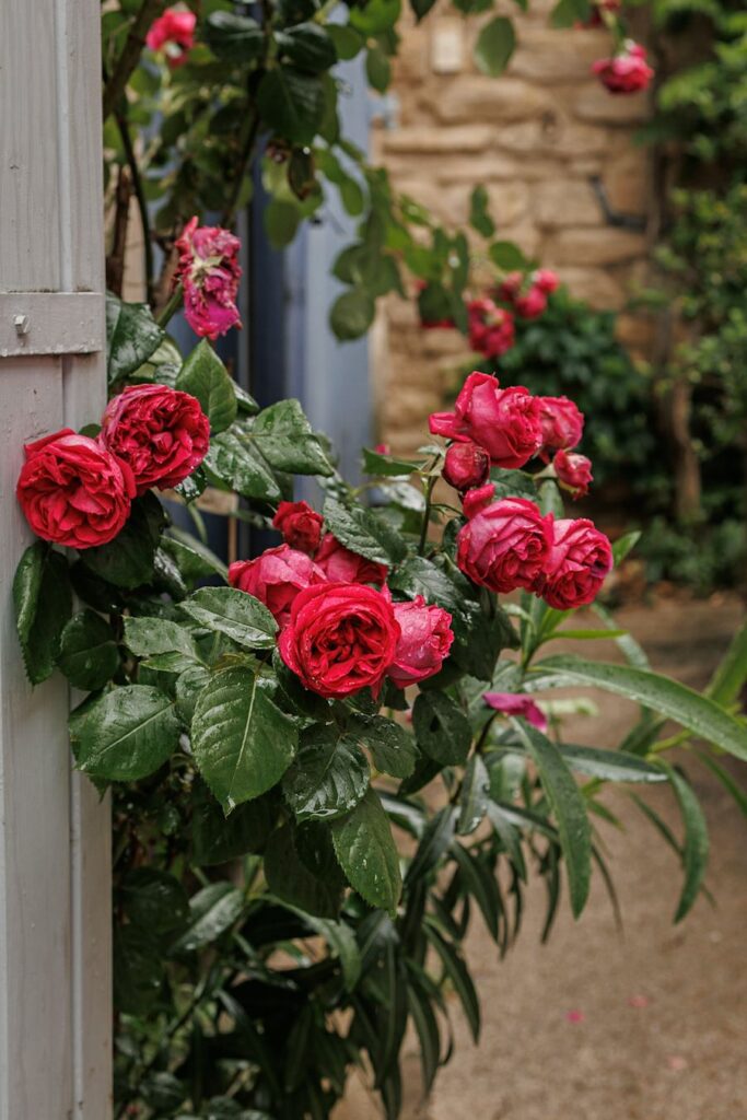 
Spring Roses at Goult , a chance discovery