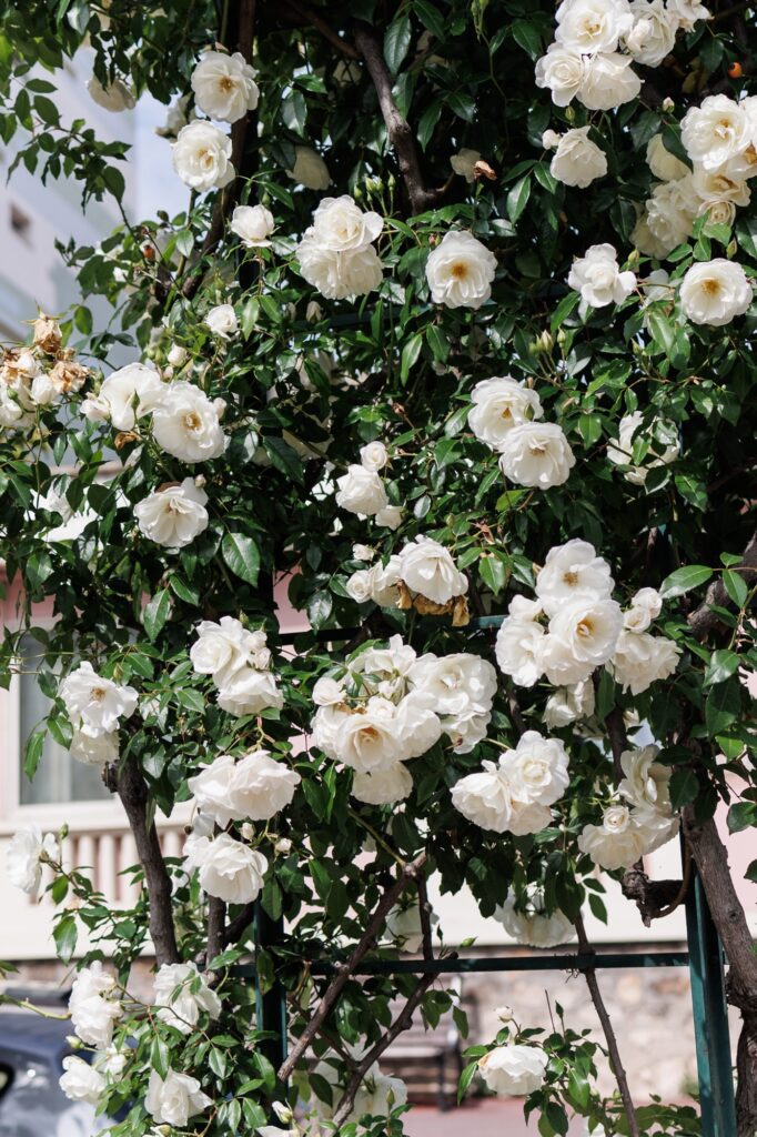 
Beautiful Spring Roses in Menton