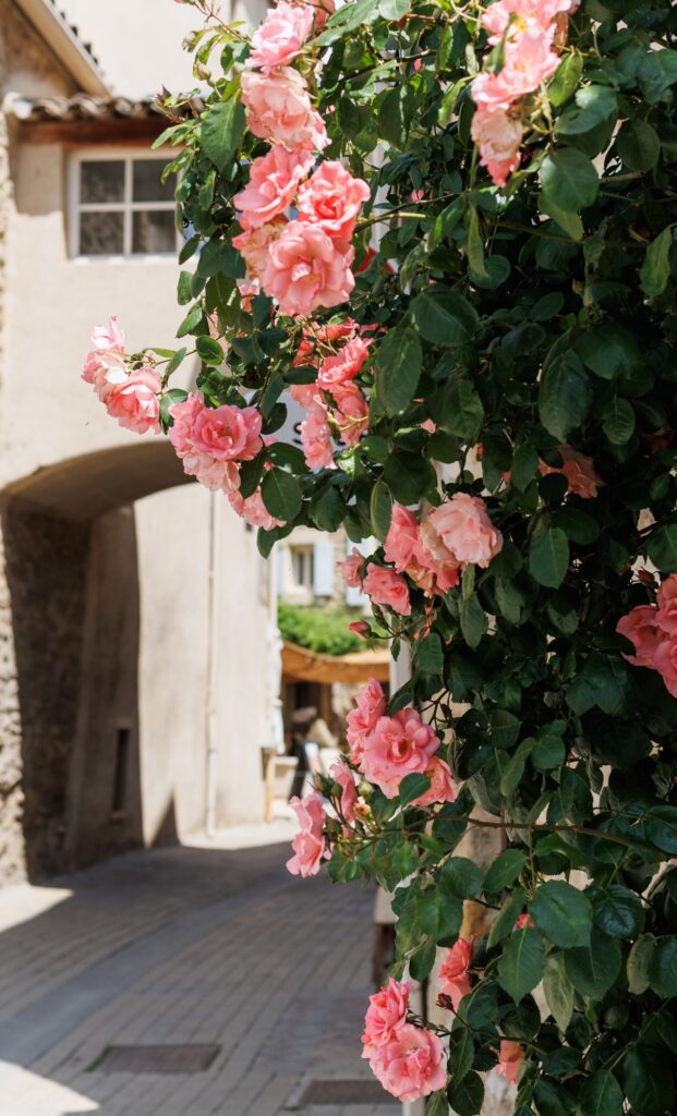 Pretty Roses in Lourmarin