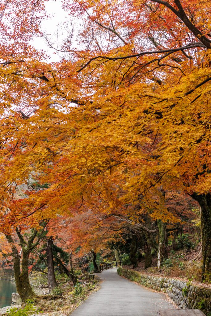 Fall leaves beauty