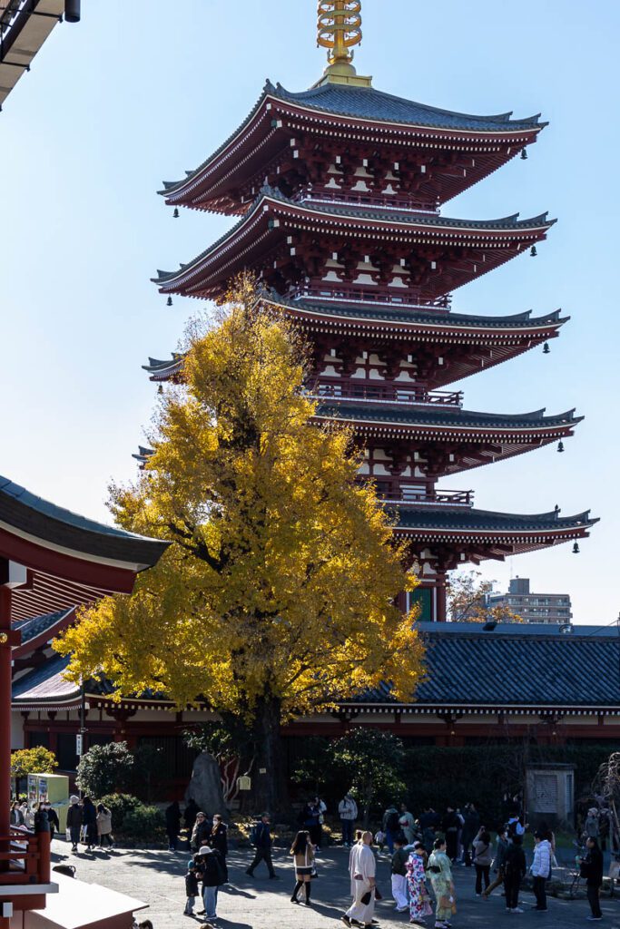 Ginkgo Trees in Tokyo during Fall Season