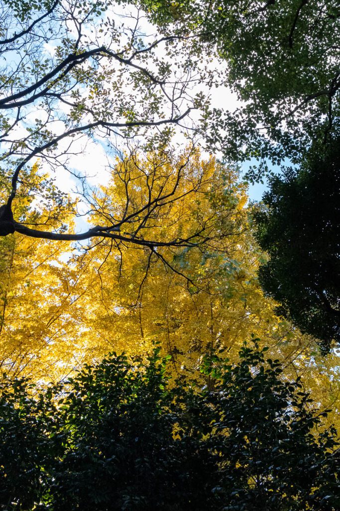 Walking under a Tree canopy at Meiji Shrine, Tokyo
