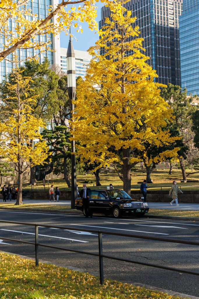 Ginkgo Trees in Tokyo during Fall Season
