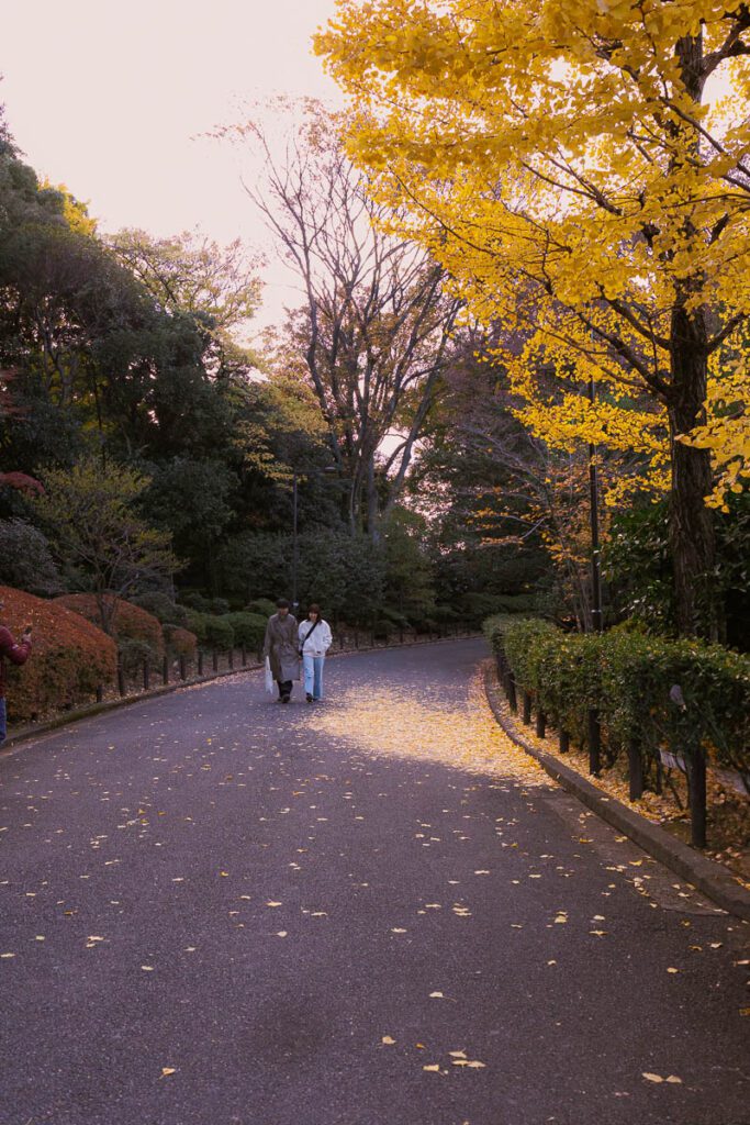 Autumn Colours in a Tokyo park