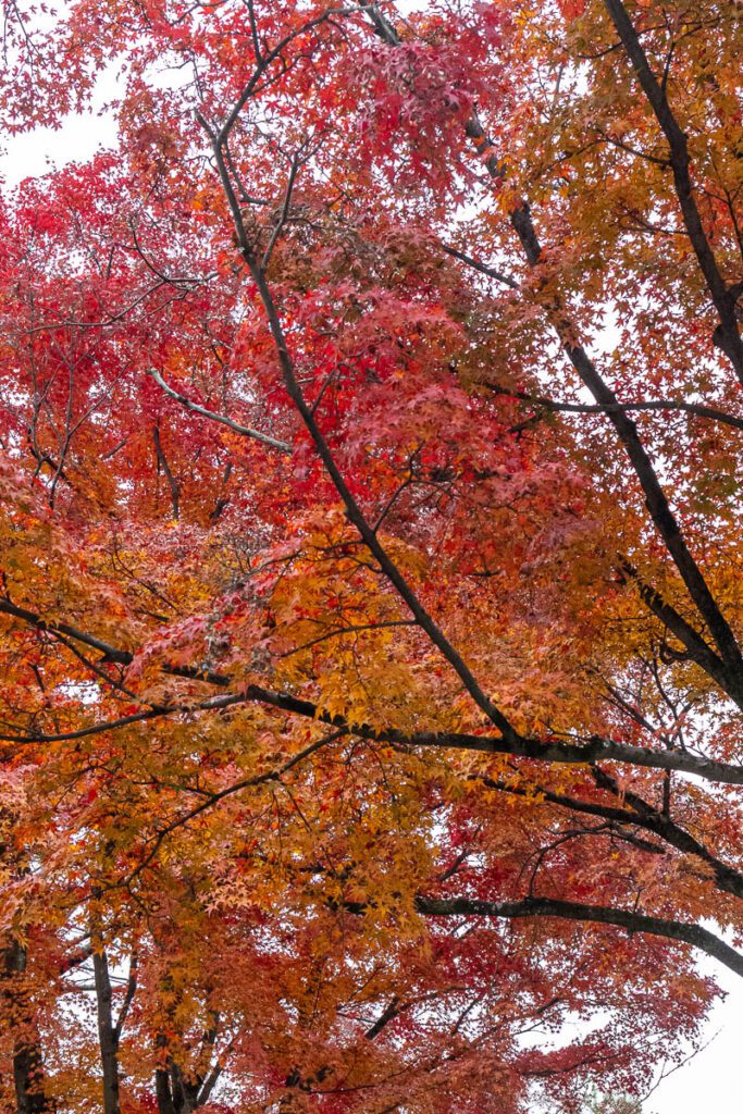 Autumn leaves in Japan