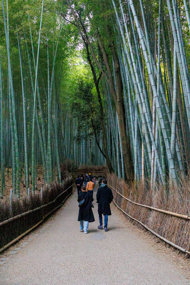 Arashiyama Bamboo Forests, Kyoto Japan
