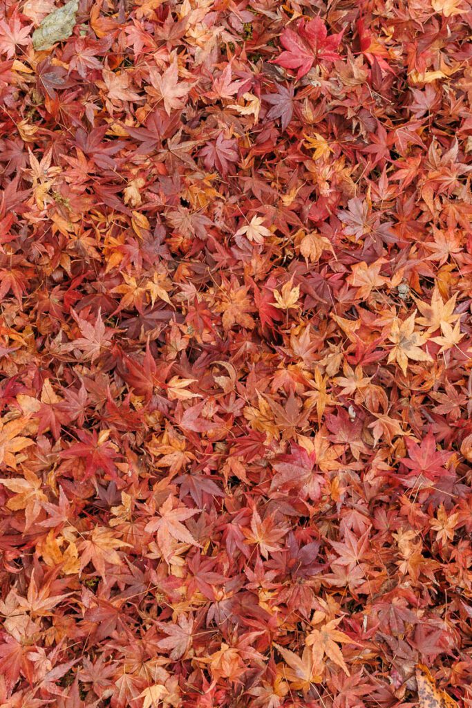 Japanese Maple leaves in Kyoto