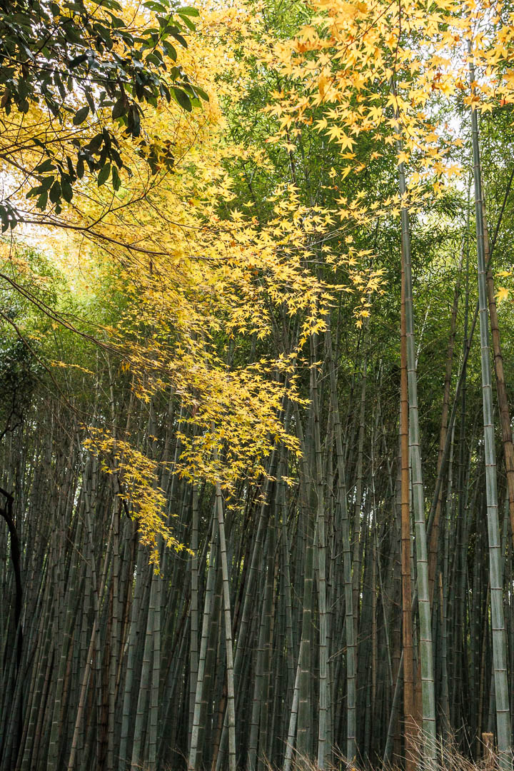 Arashiyama Bamboo Forests