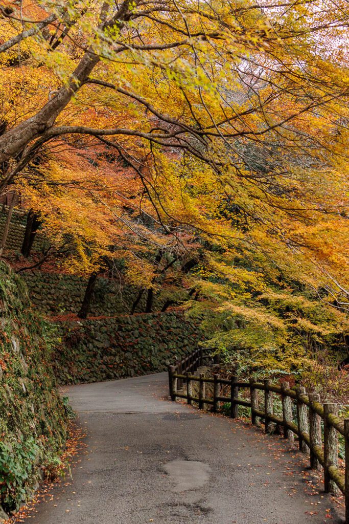 Autumn foliage in Kyoto Japan