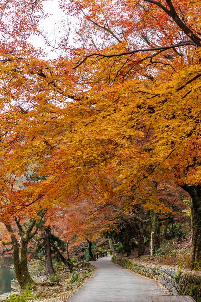 Autumn Foliage on the path leading to Daihikaku Senkoji 