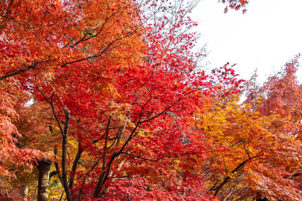 Vibrant maple leaves in autumn at Eikando Temple, Kyoto