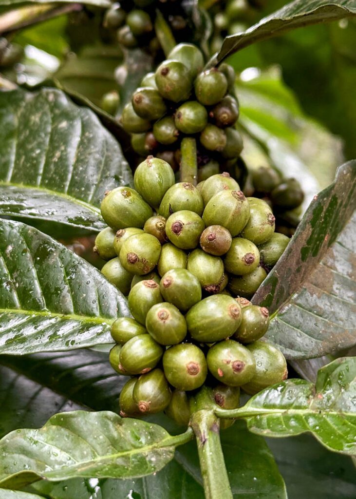 Coffee beans in coorg