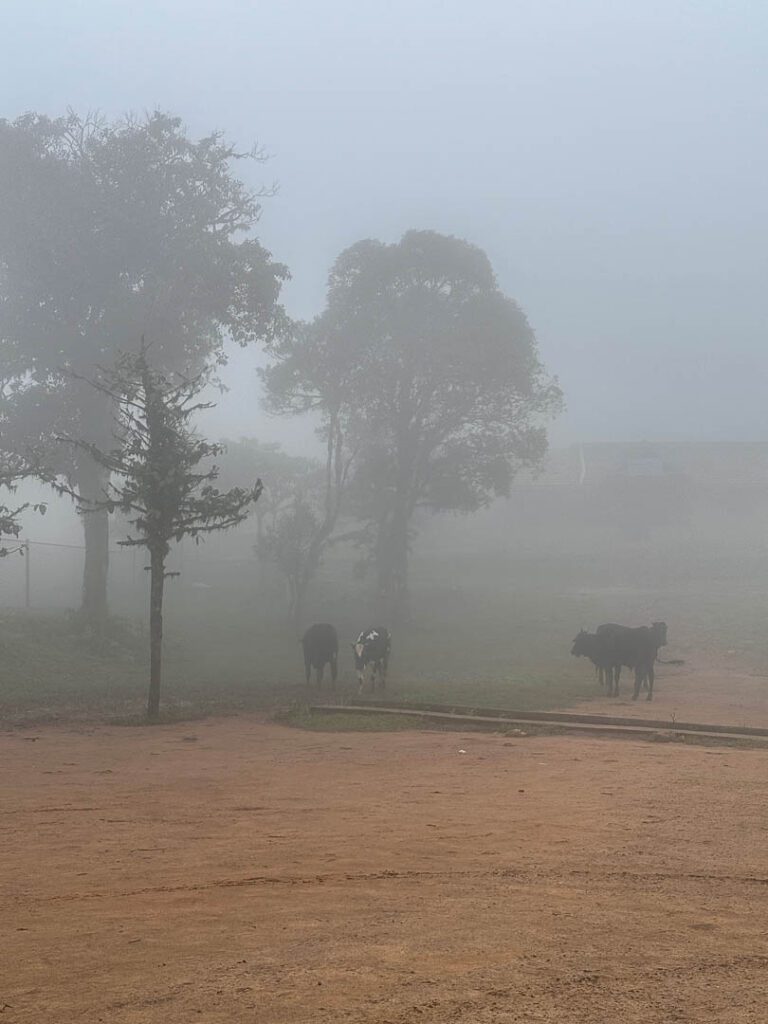 Misty monsoon scenes in Coorg