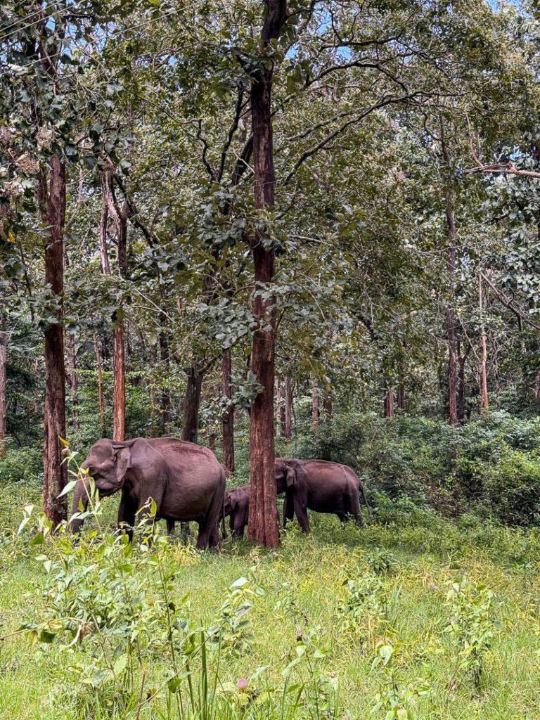 Asiatic Elephants at Bandipur national park