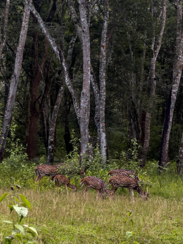 Deer at kabini national park