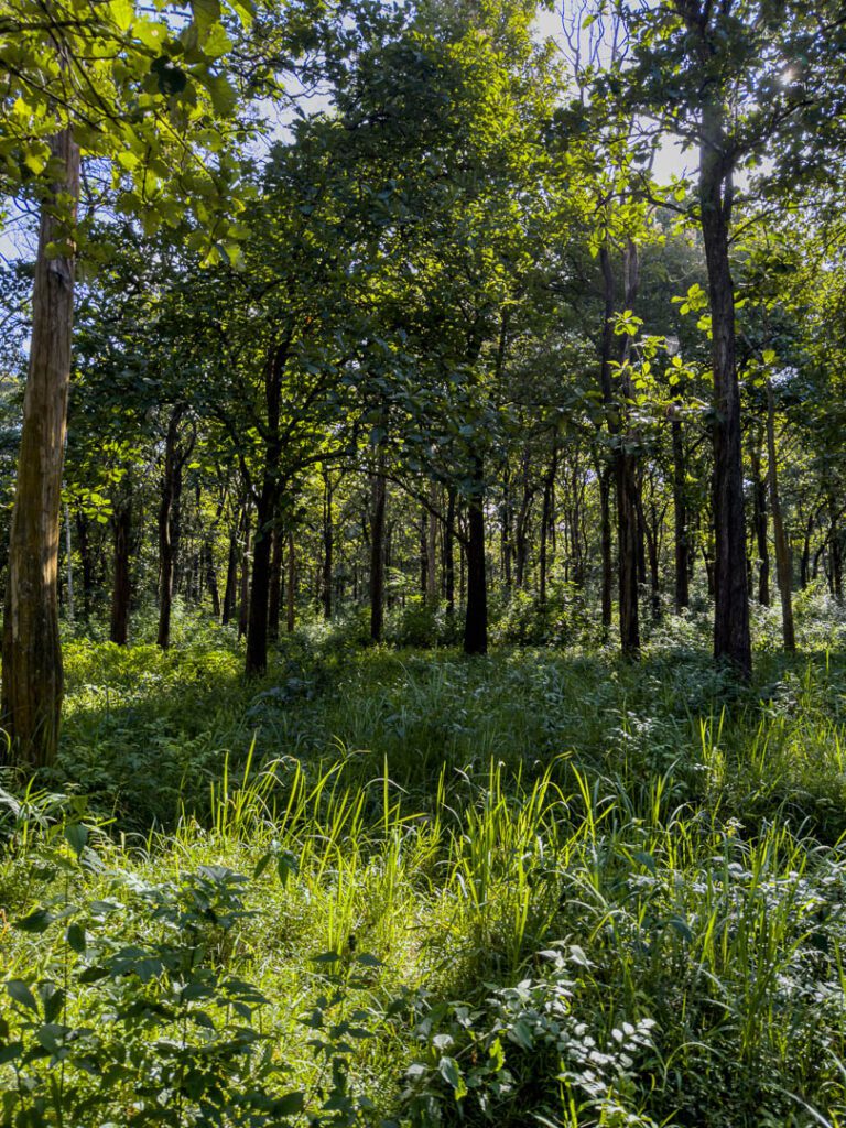Kabini National Park