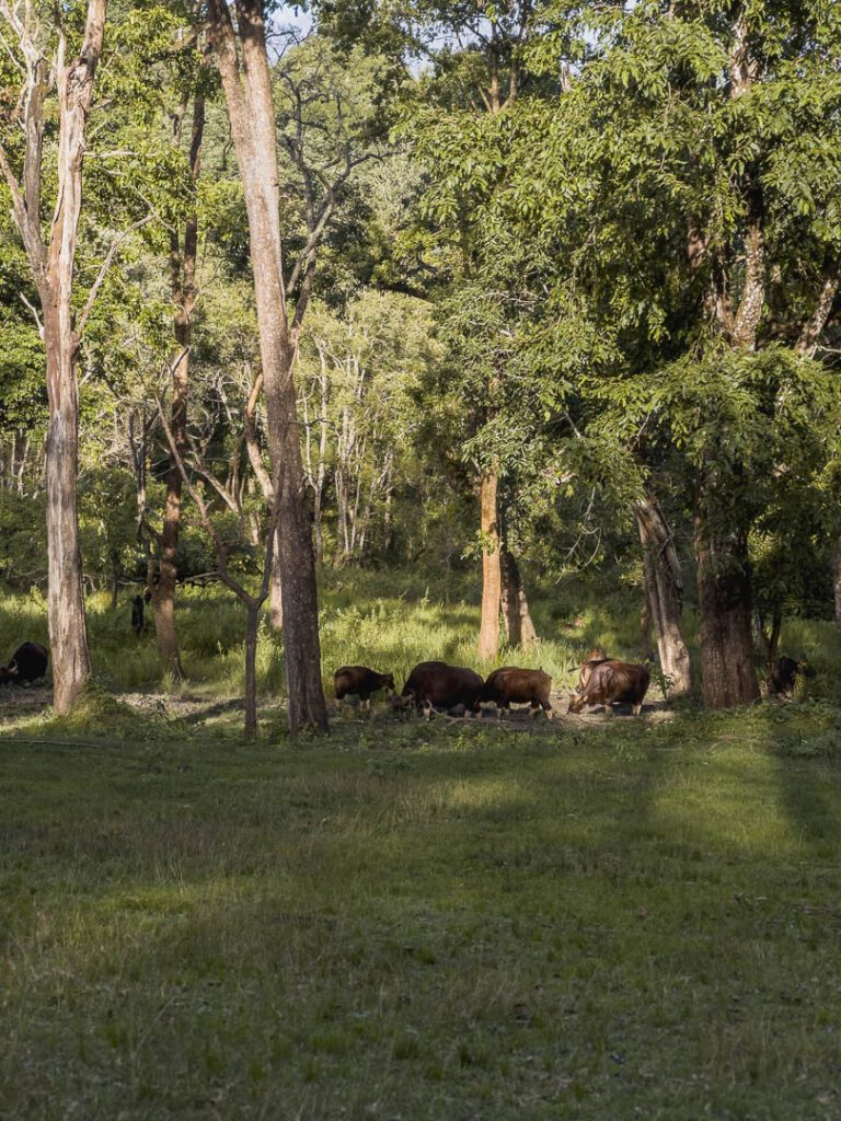 Indian Gaur munching on the fresh monsoon grass in Kabini national park