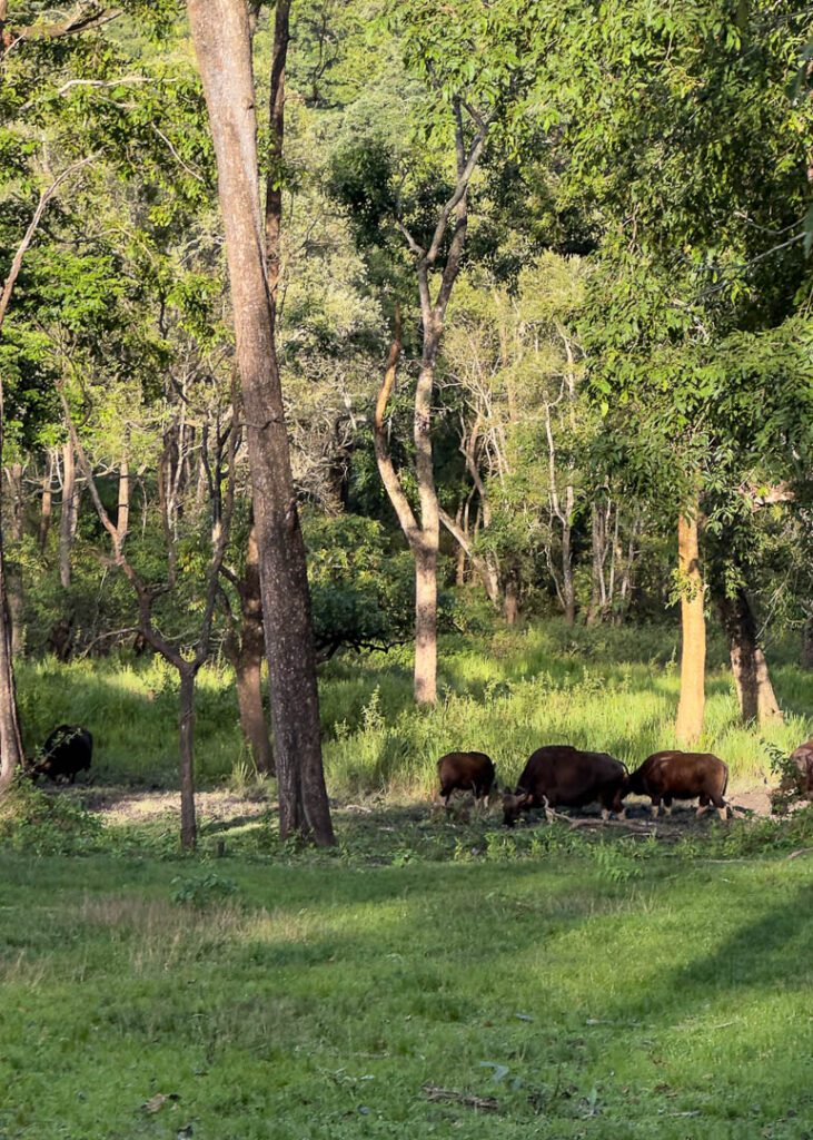 Indian Gaur at Bandipur national park