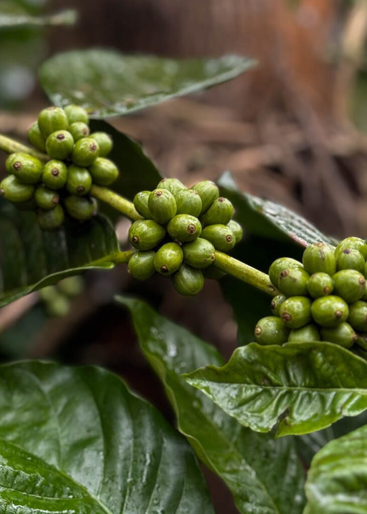 Coffee Beans on a coffee plant in Coorg