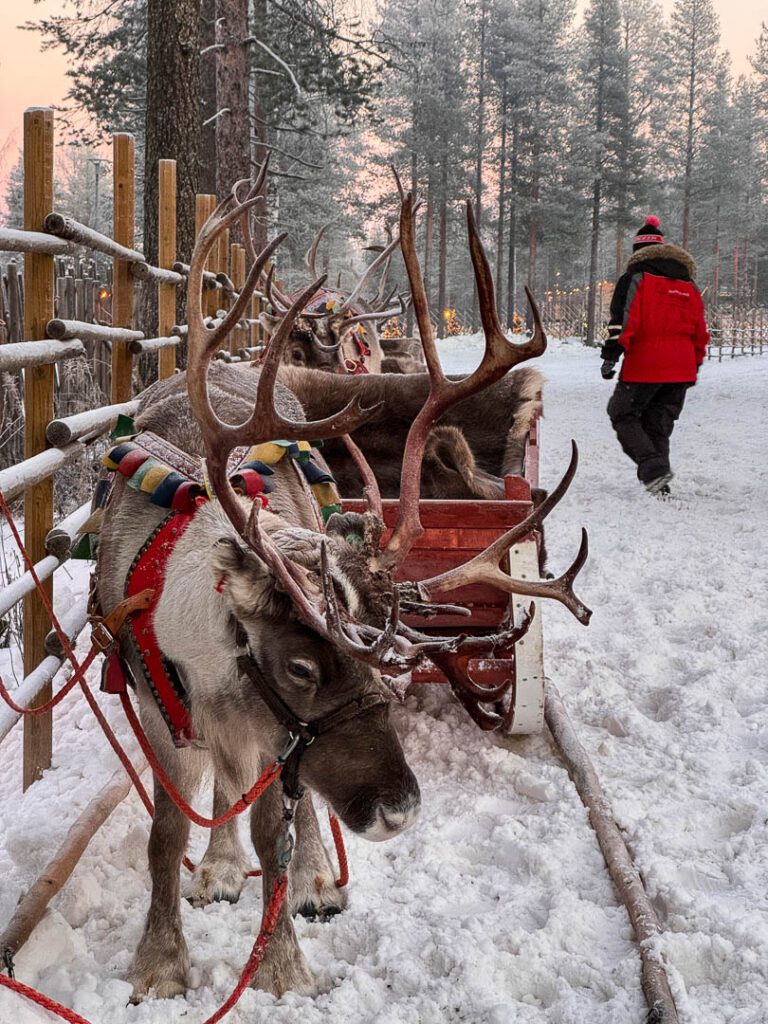 Reindeer in Santa Village in Rovaniemi 