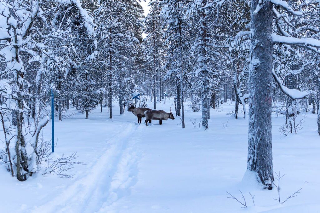 Raindeers in Snow in finland