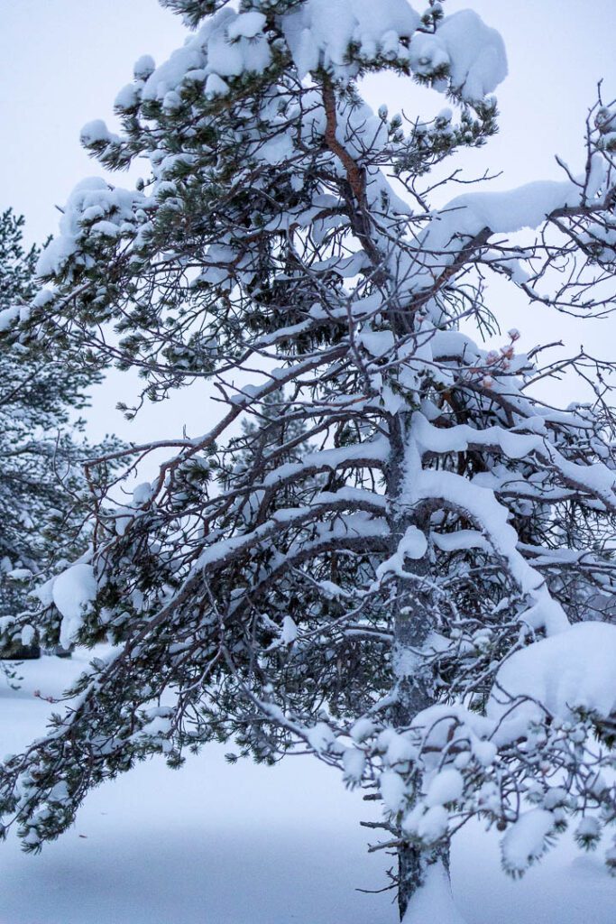 Frosted frees in Finnish lapland