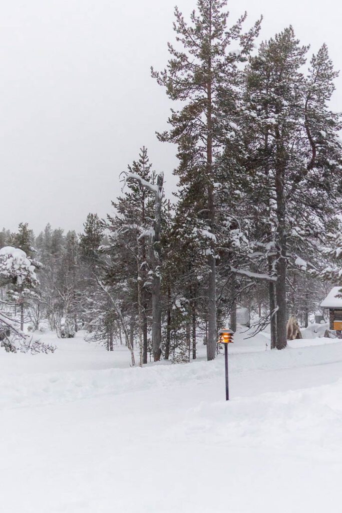Frost on trees in the arctic finnish lapland