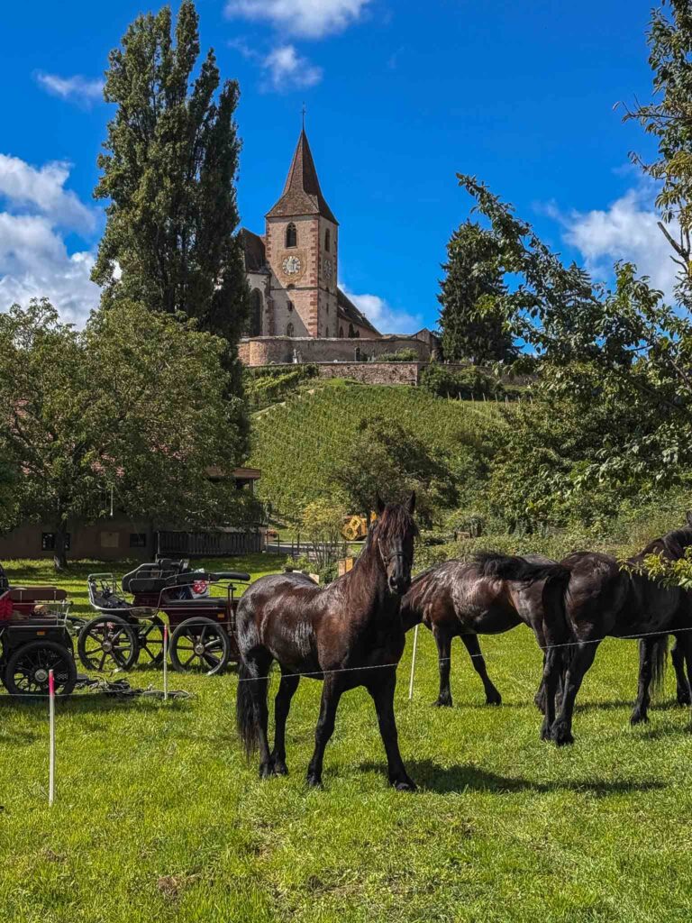 hiking trail from Hunawihr to Riquewihr 